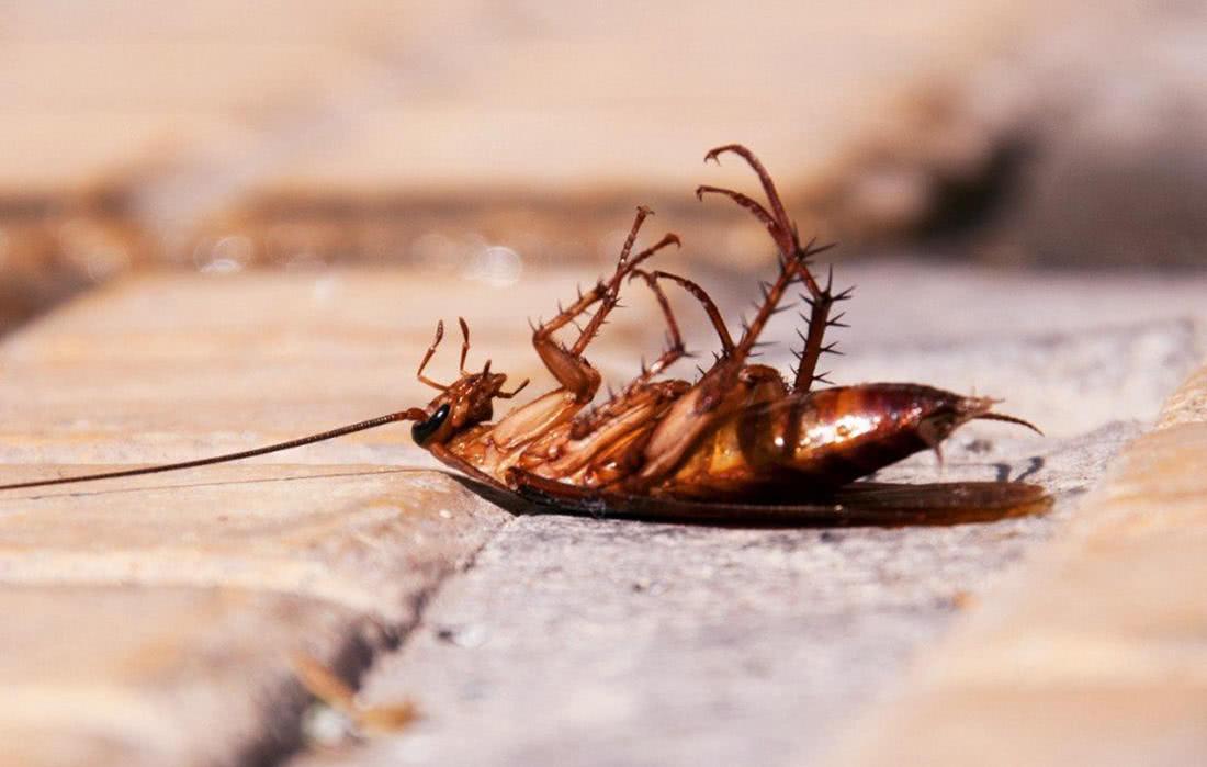如果把蟑螂饿死需要多长时间？