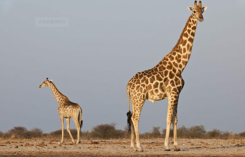为何人类出生一年左右才会行走 长颈鹿从出生到行走只需半小时？