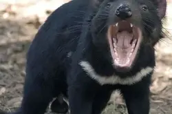 错认为土狼的小家伙 是澳洲最暴躁的食肉动物
