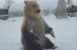 俄罗斯大棕熊打雪仗 气得跳起来也没办法 网友：一点面子都没有
