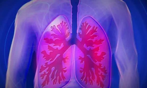Cell：科学家阐明嗜碱性粒细胞在肺脏发育中发挥的关键作用