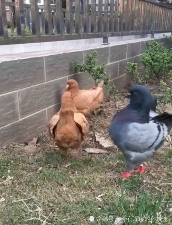 朋友鸽子让外婆养 俩月后成了这样 网友：新物种鸽子鸡