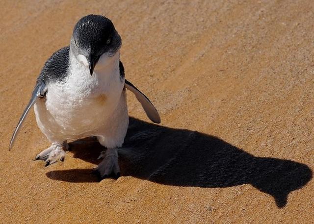 澳洲塔斯马尼亚58只小蓝企鹅被杀凶手疑为宠物犬