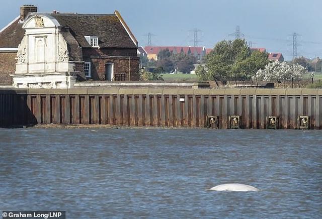 英国因白鲸班尼在泰晤士河定居将推迟举办篝火之夜烟花节