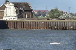英国因白鲸班尼在泰晤士河定居将推迟举办篝火之夜烟花节