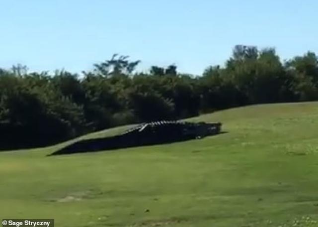 美国佛罗里达州高尔夫球场4.5米长野生巨鳄在场内散步