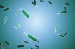 病毒网络有助于加快细菌进化？