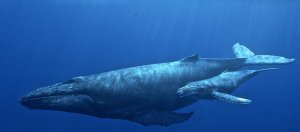 Google靠AI听声辨位，降低座头鲸因船只碰撞致死风险