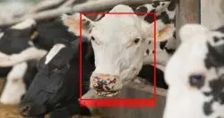 牛脸辨识技术上线！科技农夫靠影像识别追踪、管理牛群更容易