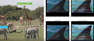 人类以AI帮野生动物建置了他们的脸书Wildbook，搜集社交平台目击资料来勾勒动物行为