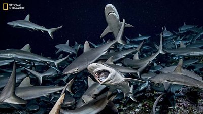 【密集撕杀】摄影师 Laurent Ballesta 潜水拍摄， 700 条鲨鱼围绕 17,000 条交配中石斑鱼疯狂开大餐