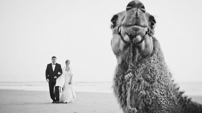 婚礼主角不是一对新人？15 幅动物乱入婚照抢镜搞笑照片