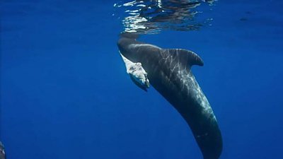 鲸鱼妈叼因污染致死鲸 B 尸体游动，摄影师海底实拍画面哀恸人心