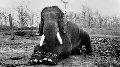 20 名摄影师藉震撼照片出版作品集，呼吁关注非法捕猎野生动物行为