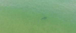 小心海中有鲨鱼! 澳洲海滩要靠无人机巡逻确保游客安全