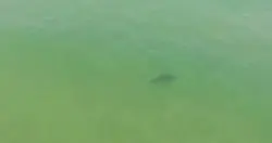 小心海中有鲨鱼! 澳洲海滩要靠无人机巡逻确保游客安全