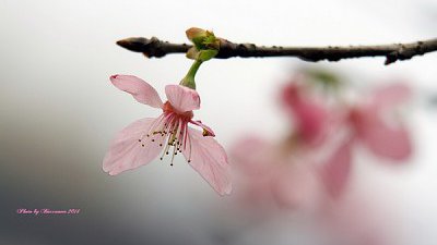 精选作品拍摄技巧分享 (14) – 来到拍樱花的时候了