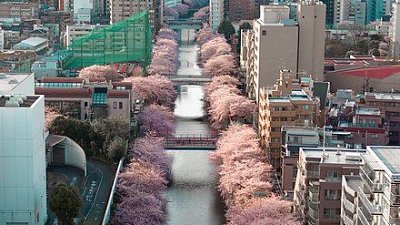航拍东京目黑川，突现城市中心的樱．花道　