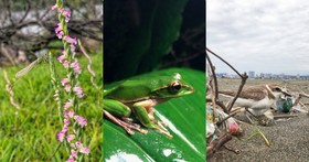 生态摄影师教你用 iPhone X 拍台湾动植物