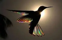 蜂鸟相网上热传，揭密彩虹翅膀拍摄秘诀