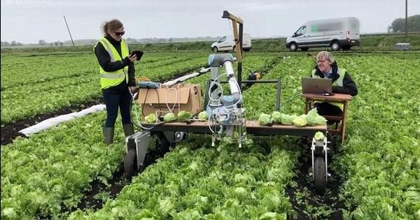 人工智能技术加持：剑桥大学开发新型自主式生菜采摘机器人
