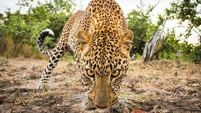 挑拨动物好奇心，遥控相机近镜拍非洲生态