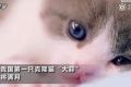 我国首只克隆猫诞生 是一只英短取名“大蒜”