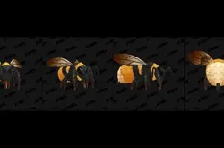 《魔兽世界》的蜜蜂坐骑有线索了？
