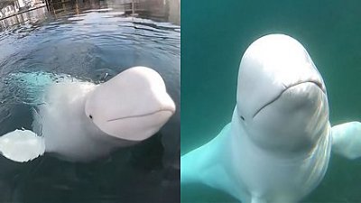 疑曾接受间谍训练，白鲸检回堕海 GoPro 相机