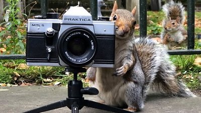 动物摄影师似模似样！松鼠鸽子齐玩角色扮演