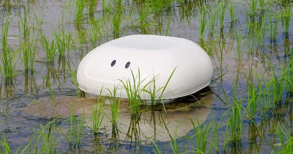 这种鸭子机器人或许能成为水稻种植的新帮手_稻田