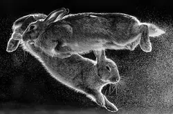 气氛光线构图俱佳，跳跃兔子夺自然摄影师奖