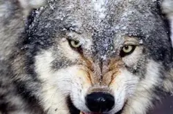 趣味测试：你觉得哪匹狼最凶残？测你不为人知的邪恶程度
