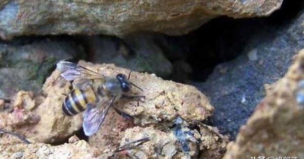 封闭石洞口后 石洞中的蜂群能活多久？看这3个必要条件