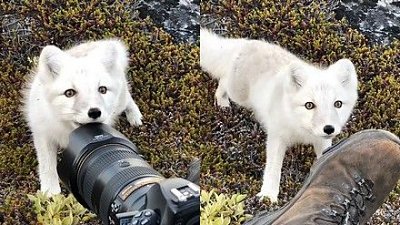 摄影师雪地奇遇，跟北极狐近距离接触