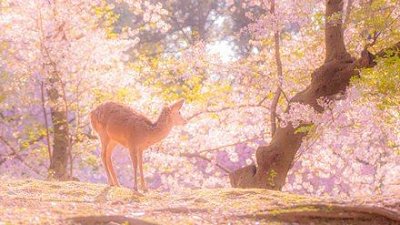 野生鹿做主角，奈良公园发现粉红色梦幻仙境