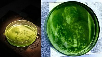 曝光一星期！单细胞小球藻长出绿色影像