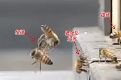 慢镜有意外发现，小蜜蜂笨手笨脚超可爱！