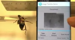 华盛顿大学开发出可安装在甲虫身上的无线串流摄影系统